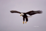 Alaska;Bald-Eagle;Flying-Bird;Haliaeetus-leucocephalus;Kenai-Peninsula;Photograp